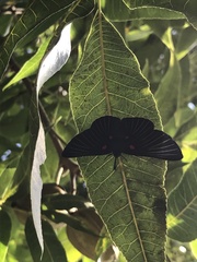 Melanis cephise