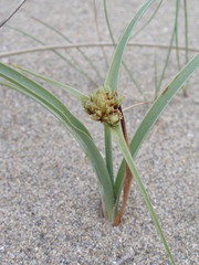 Cyperus capitatus