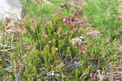 Phyllodoce empetriformis