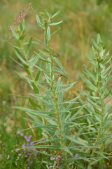 Lithospermum ruderale