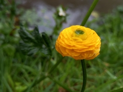 Ranunculus asiaticus