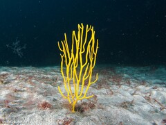 Leptogorgia viminalis