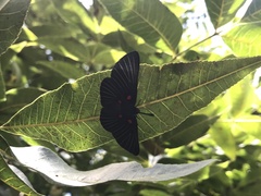 Melanis cephise