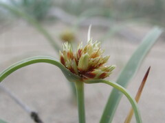 Cyperus capitatus