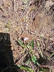 Viola metajaponica