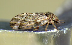 Pachypsylla celtidisvesicula