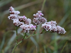Goniolimon speciosum