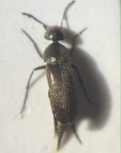 Mordellistena falsoparvula