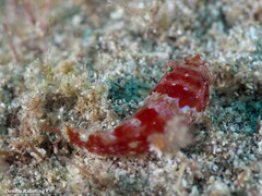 Apletodon