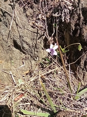 Viola metajaponica