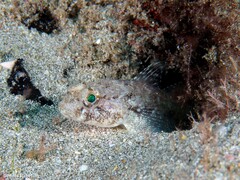 Gobius niger