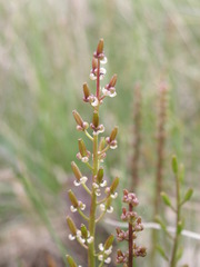 Triglochin barrelieri