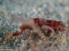Apletodon