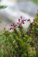 Phyllodoce empetriformis