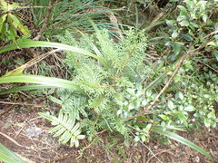 Libocedrus bidwillii