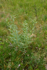 Lithospermum ruderale