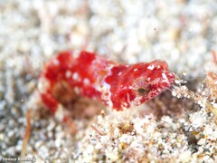 Apletodon