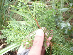 Libocedrus bidwillii