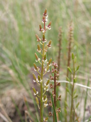 Triglochin barrelieri