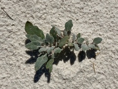 Abronia angustifolia