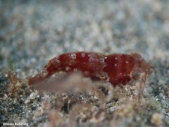 Apletodon