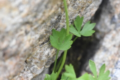Ranunculus eschscholtzii