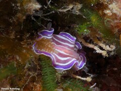 Prostheceraeus roseus