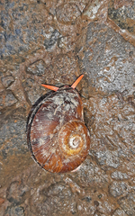 Aperostoma