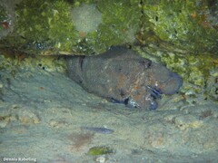 Scyllarides latus
