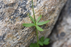 Ranunculus eschscholtzii