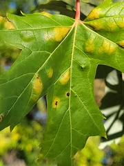 Eriophyes aceris