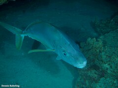 Pseudocaranx dentex