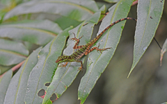 Anolis ventrimaculatus
