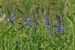 Veronica teucrium