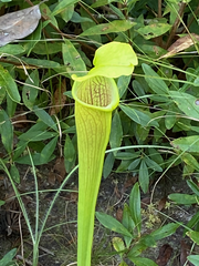 Sarracenia alata