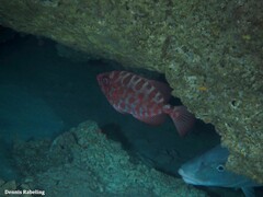 Heteropriacanthus fulgens