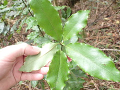 Alseuosmia macrophylla