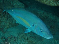 Pseudocaranx dentex