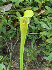 Sarracenia alata