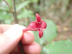 Alseuosmia macrophylla