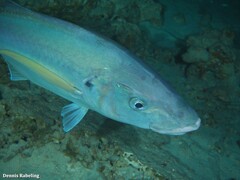 Pseudocaranx dentex