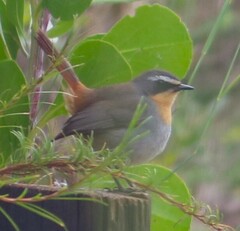 Cossypha caffra caffra