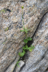 Ranunculus eschscholtzii