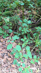 Croton monanthogynus