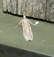 Scoparia indistinctalis