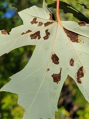 Eriophyes aceris