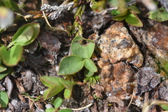 Gaultheria humifusa