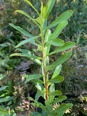Cyrilla racemiflora