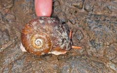 Aperostoma