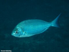 Spondyliosoma cantharus